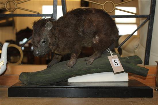 Taxidermy Hyrax